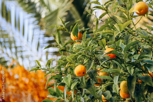 Fototapeta Naklejka Na Ścianę i Meble -  Tangerines in December in Nice on the streets of the city