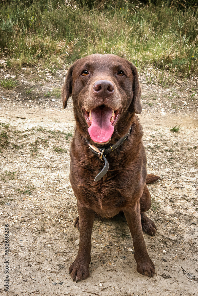 Black and Brown Labrador looking happy in the forest Black and Brown Labrador looking happy in the forest