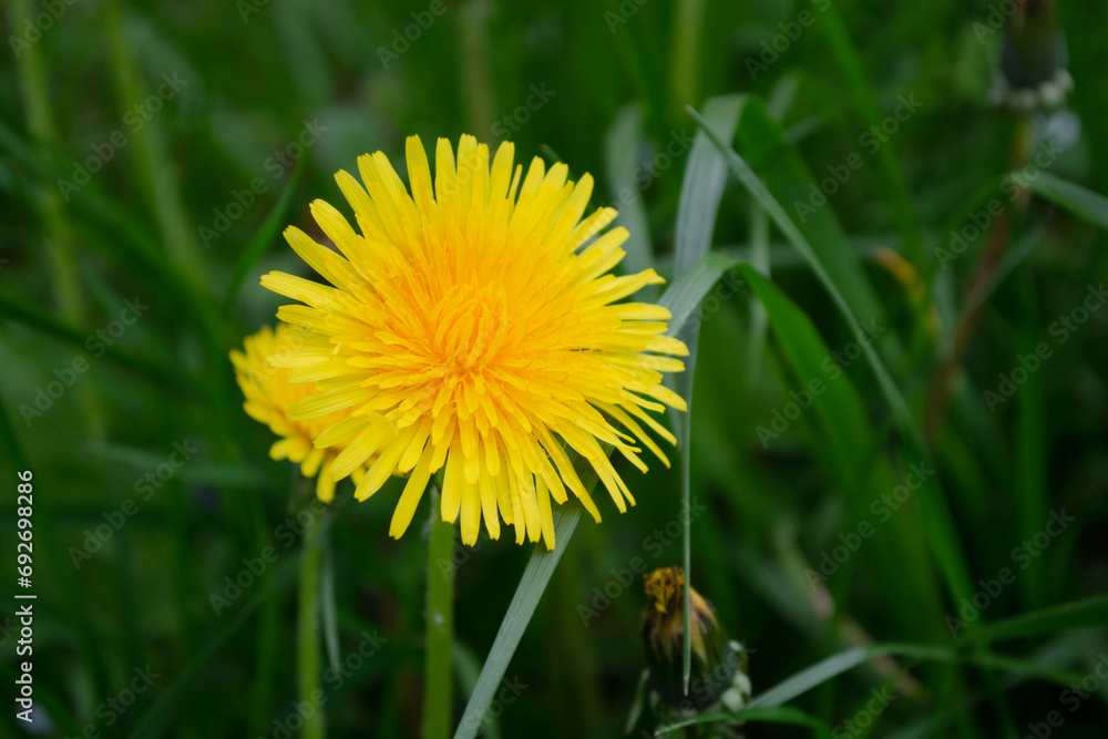 Yellow dandelion flower on green grass background. Close up. Yellow dandelion flower on green grass background. Close up.