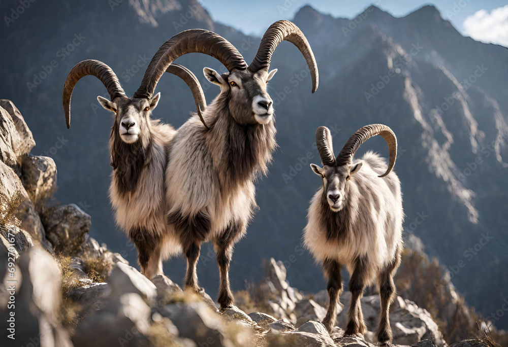 Beautiful Markhor/Goat on the mountains