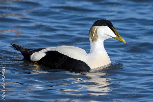 Eider Duck male in full breeding plumage