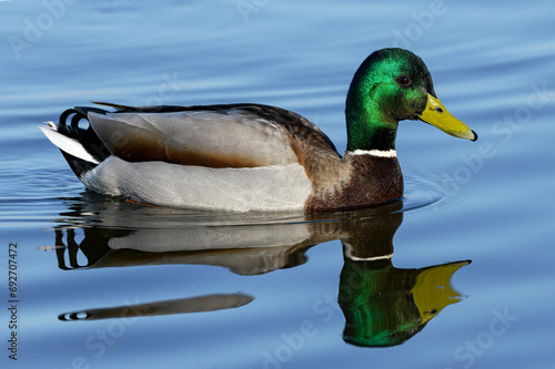 Fotografie Mallard Drake