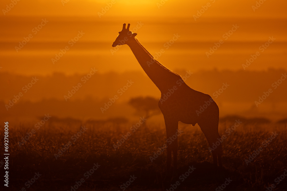 Giraffe at sunrise in Africa 
