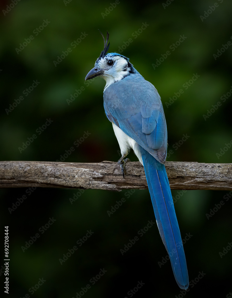 Obraz premium Magpie Jay in the Rainforest of Costa Rica 