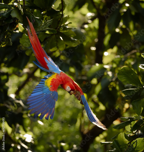 Scarlet macaw in Costa Rica 