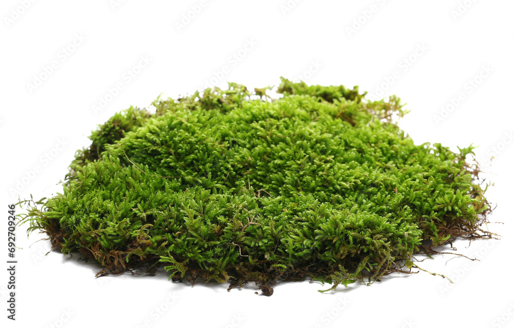 Fototapeta Green moss isolated on white background and texture