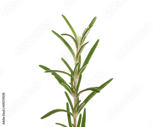 Fresh green rosemary twig and leaves isolated on white, clipping path, macro