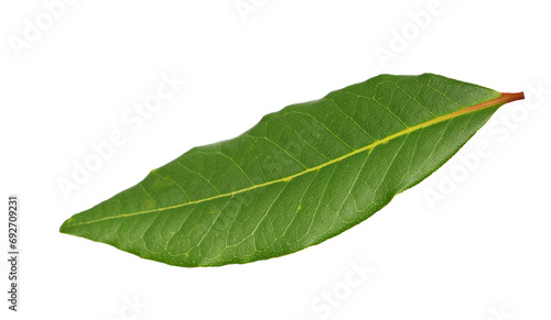 Fresh green bay leaf isolated on white, clipping path