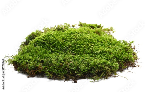 Canvas Print Green moss isolated on white background and texture