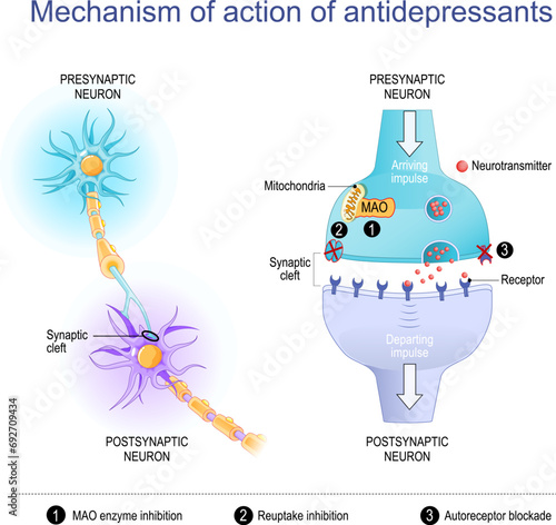 Mechanism of action of antidepressants. Neurons and Synaptic cleft photo