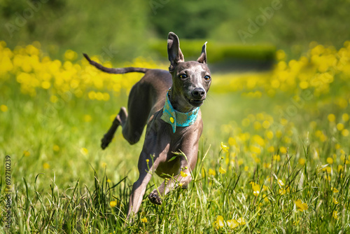 Bild auf Leinwand Italian Greyhound Dog - in action running left to right in a meadow