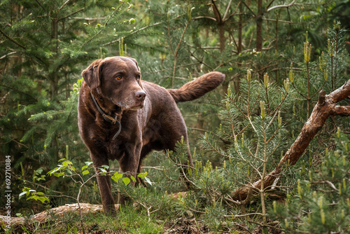 Brown Labrador looking serious in the forest looking to the right