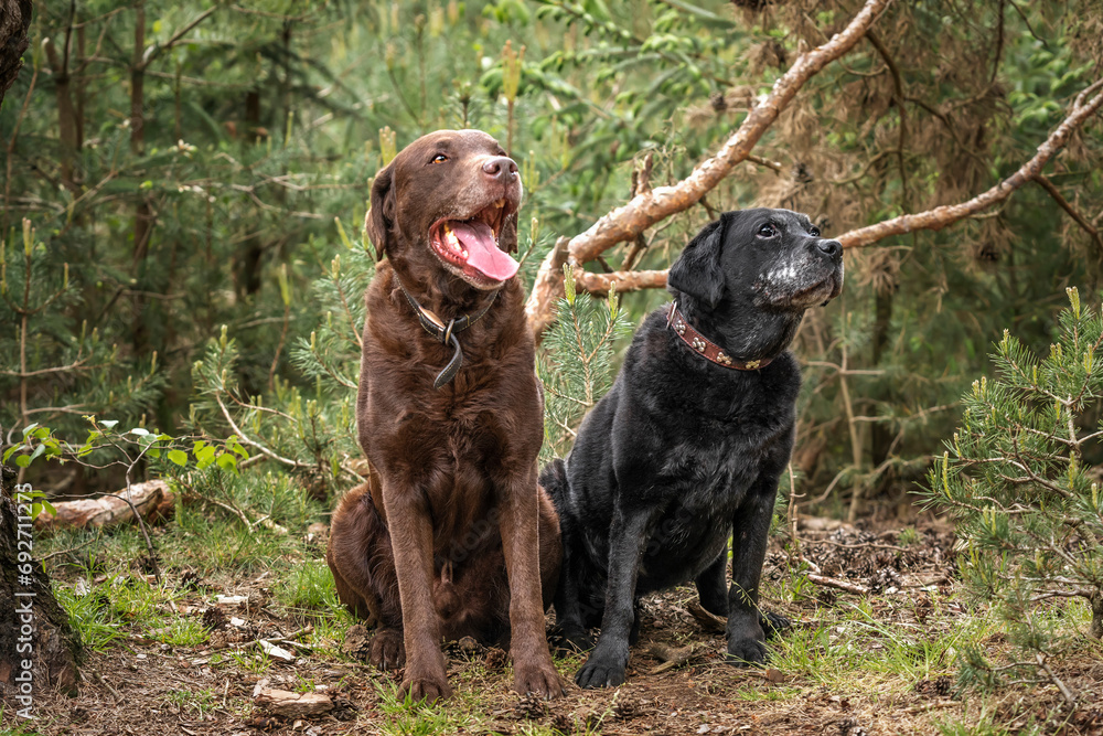Black and Brown Labrador looking happy in the forest