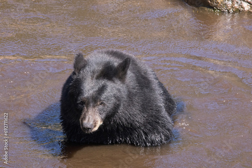 Black Bear swimming 