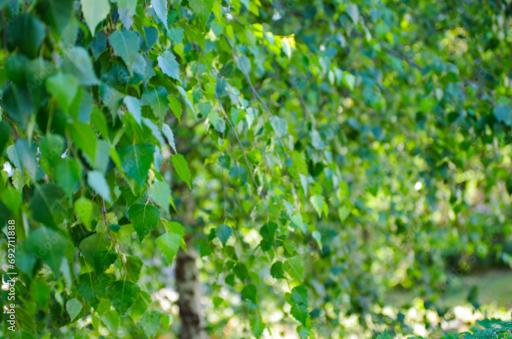 Beautiful green birch leaves background. Defocused image. Beautiful green birch leaves background. Defocused image.