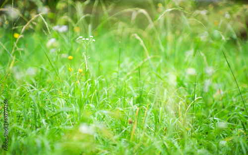 green grass in a park in the nature