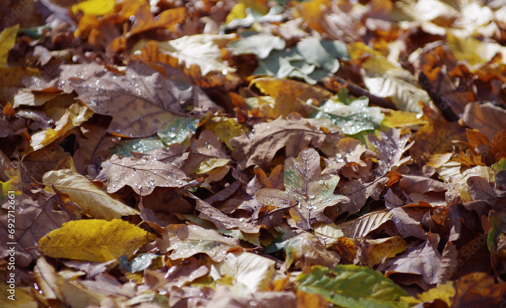 Dry Autumn Oak Leaf Covered by Water Drops of Rain on Ground. Dry Autumn Oak Leaf Covered by Water Drops of Rain on Ground.