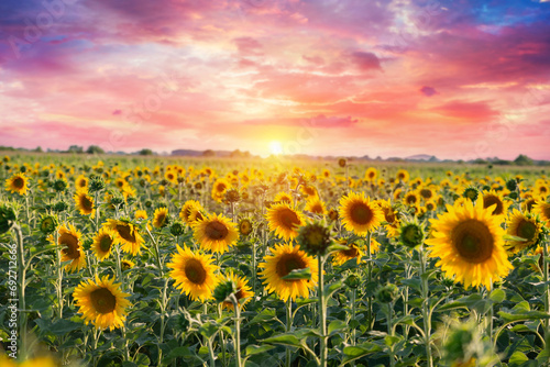 Sunflower flower on agriculture field. High quality photo