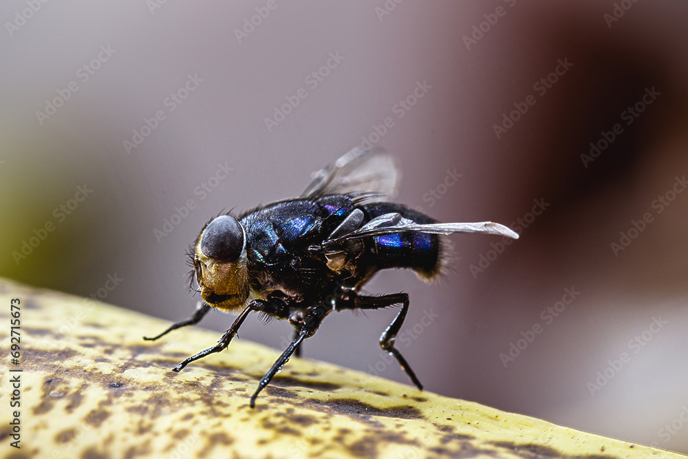 small house fly, black fly on food and garbage, insects in the house, infestation, disgusting insect small house fly, black fly on food and garbage, insects in the house, infestation, disgusting insect