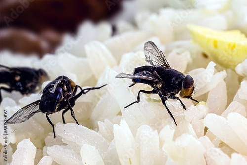 infestation of flies on food, rice and rotten eggs, insects indoors, house pest photo