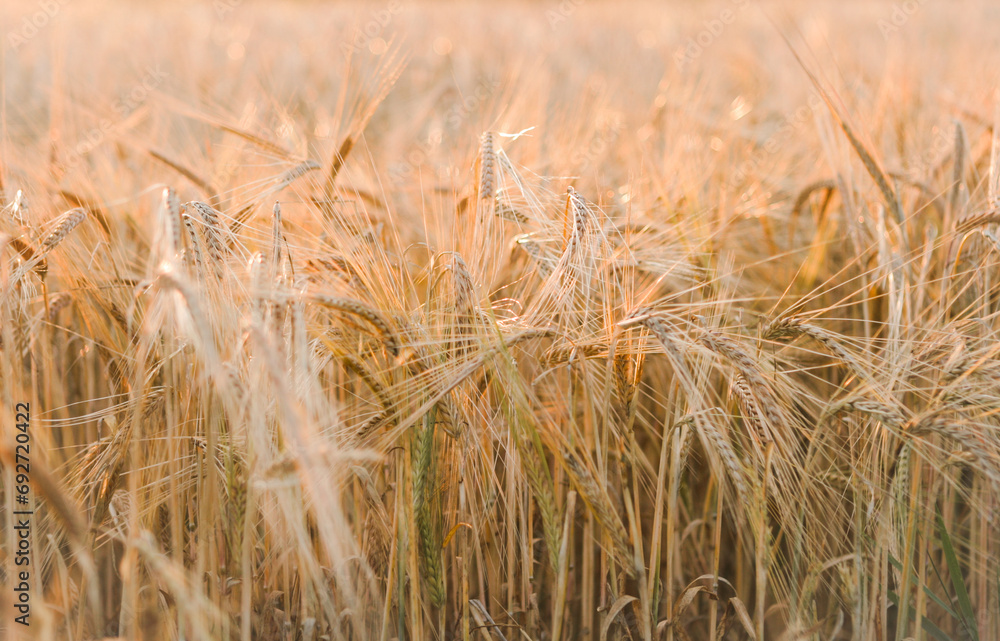 A field of ripe golden rye in the rays of the setting sun, photographed in the Kyiv region, Ukraine. A field of ripe golden rye in the rays of the setting sun, photographed in the Kyiv region, Ukraine.