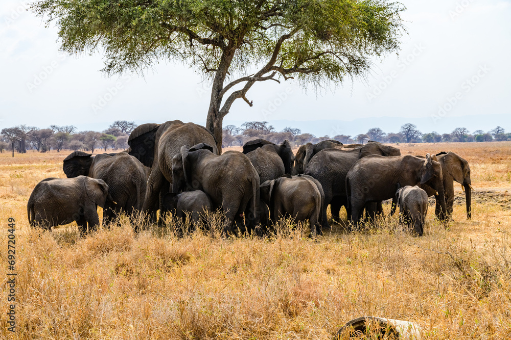 Obraz premium African elephant (Loxodonta) at the Serengeti national park, Tanzania. Wildlife photo