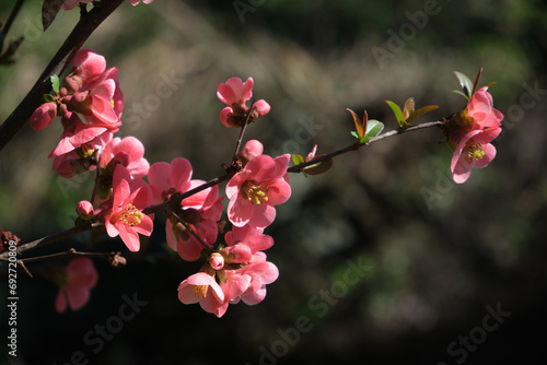 Nell'inverno più caldo, i fiori della begonia ci dicono che la primavera sta arrivando.