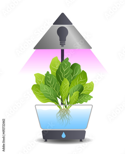 Portable hydroponic aeroponic system for eco-friendly growing of green lettuce, vegetables and herbs. With automatic watering system and purple phyto lighting. Phytolamp