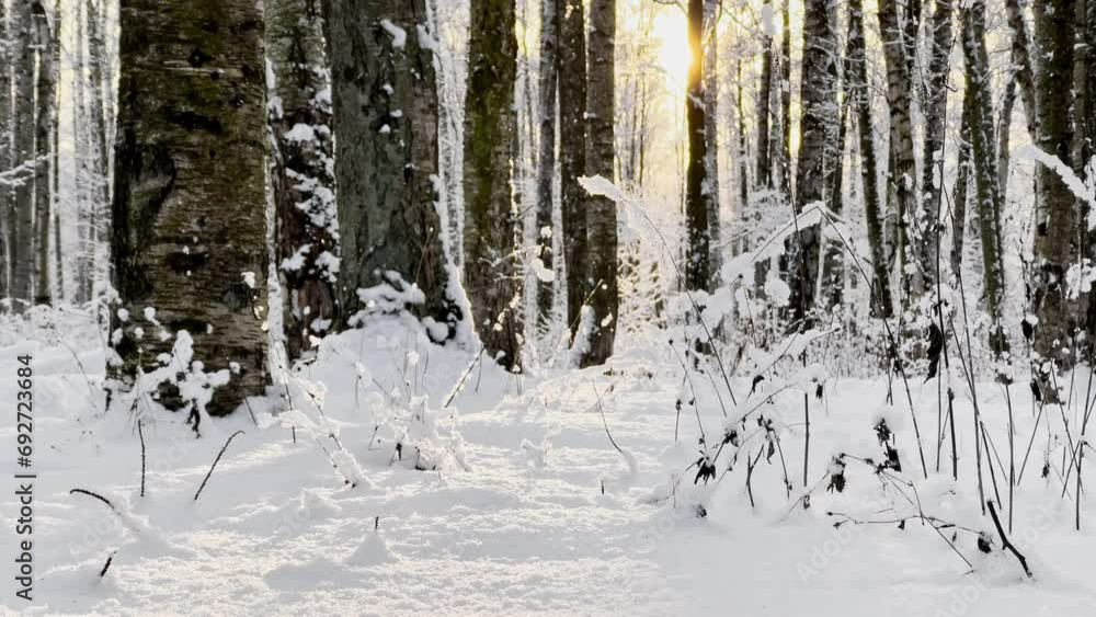The frosty winter public park at sunset, tree branches are covered with snow, snowflakes are slowly falling, silence and stillness The frosty winter public park at sunset, tree branches are covered with snow, snowflakes are slowly falling, silence and stillness