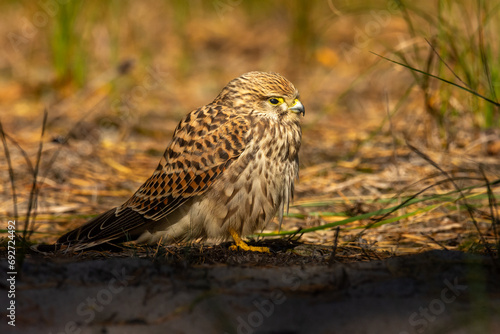 Female of the common kestrel (Falco tinnunculus), a brown falcon, sitting on ground
