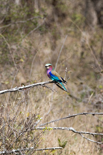 A photo of lilac breasted roller photo