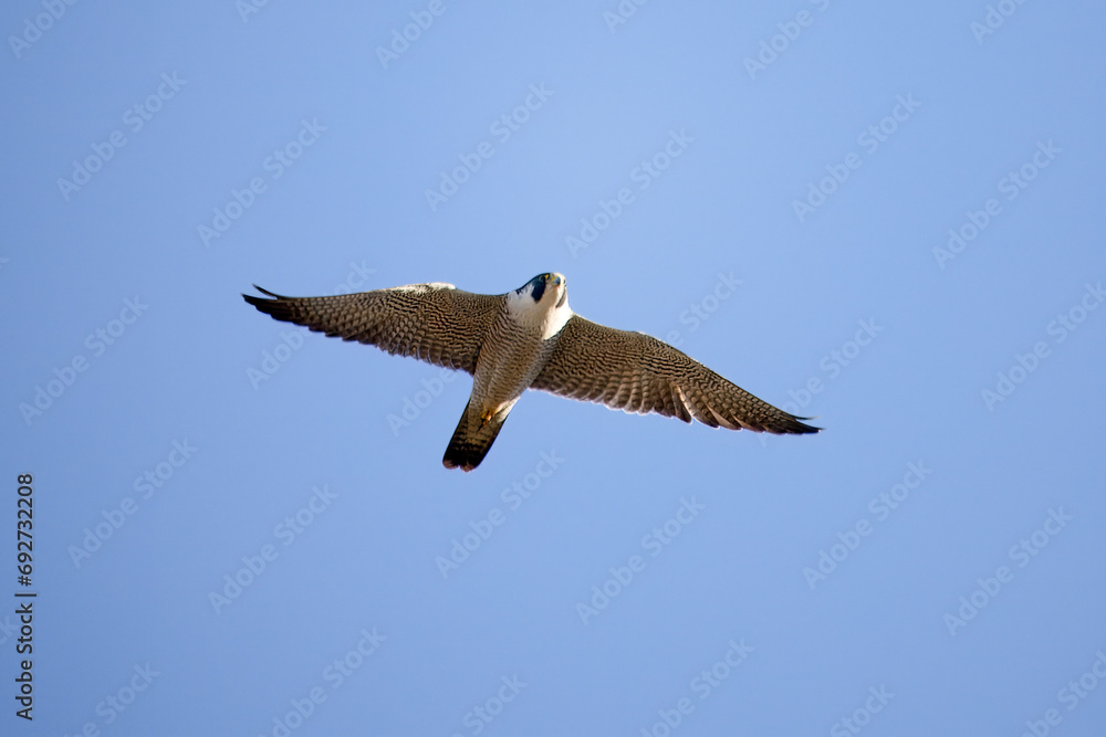 Obraz premium 飛翔するハヤブサ