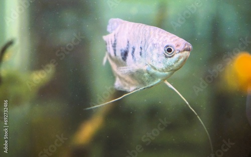 Silberner Goldfisch im Wasser im Aquarium