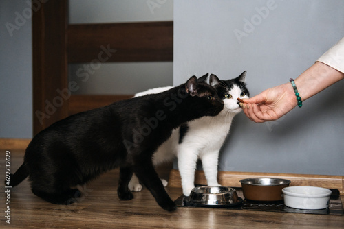 Two Cats Being Fed by Hand in a Home. A person's hand offering a treat to two attentive cats waiting beside their food bowls in a domestic setting.