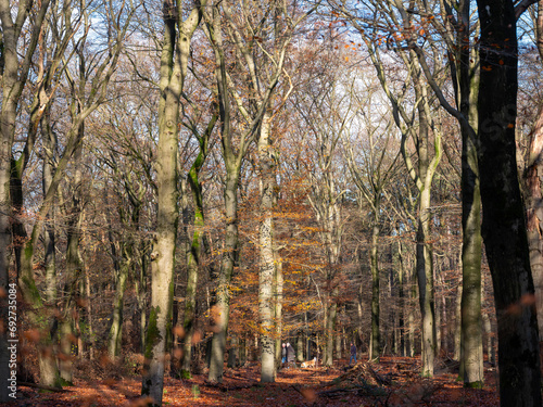 peolpe walk the dog in late autumn beech forest photo