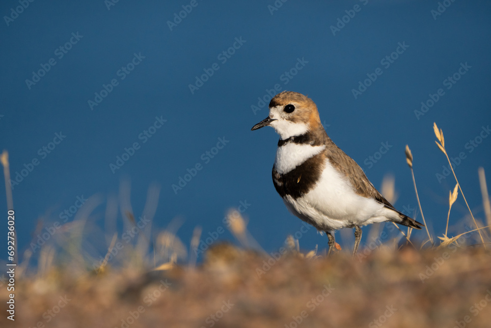Portrait of a Two-banded Plover on a Patagonian beach in broad daylight. Shorebird in the foreground watching intently.