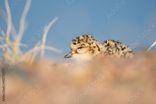 Photos Two-banded Plover lying on a Patagonian pebble beach