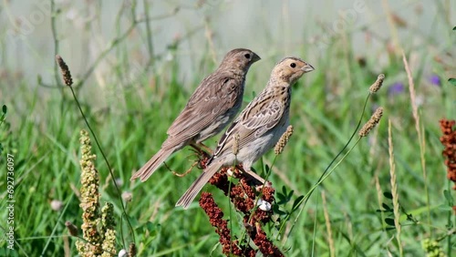 Corn bunting miliaria calandra. Birds on a branch in a meadow. Close up. photo