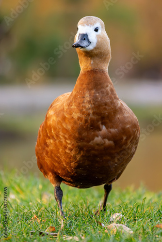 Red duck Tadorna ferruginea on the lake surface. Ruddy shelduck © Tatiana