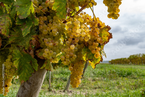 Bild auf Leinwand Harvest, Cognac region, Charente, vineyards with rows of ripe ugni blanc grape u