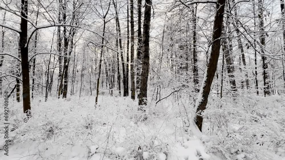 The frosty winter public park at sunset, tree branches are covered with snow, snowflakes are slowly falling, silence and stillness The frosty winter public park at sunset, tree branches are covered with snow, snowflakes are slowly falling, silence and stillness