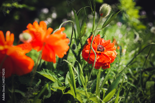 red poppy flower