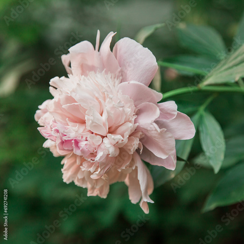 pink peony