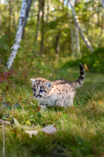 Cougar Kitten (Puma concolor) Walks on Trail Tail Up Autumn © hkuchera