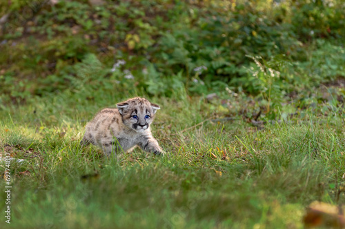 Cougar Kitten (Puma concolor) Runs Along Ground Autumn © hkuchera