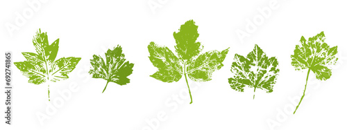 Set of leaf prints.Decorative botanical elements.Vector graphics.