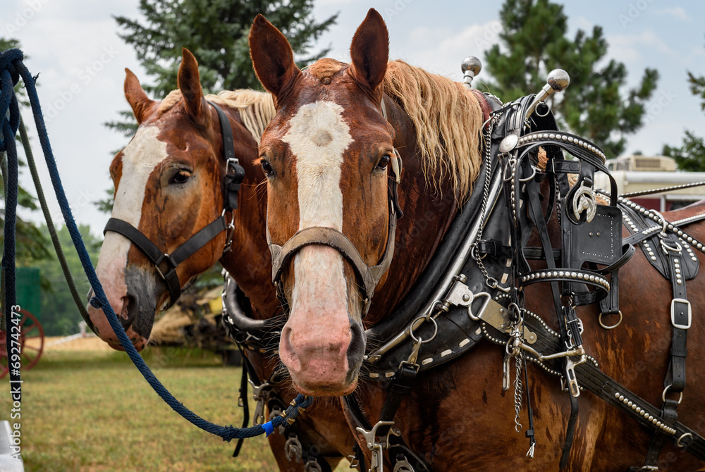 Draft Horses Tied to Trailer Look Out Ears Up