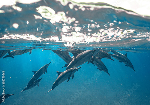 Wild Hawaiian Spinner Dolphins swimming in the beautiful blue ocean off the Hawaiian Coastline 