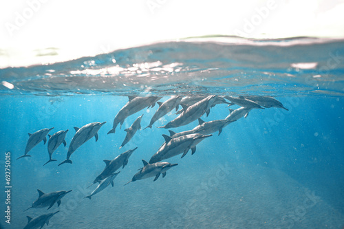 Wild Hawaiian Spinner Dolphins swimming in the beautiful blue ocean off the Hawaiian Coastline 