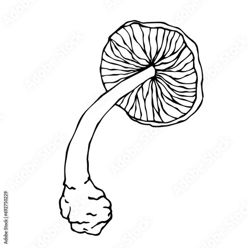 Linear sketch of a toadstool mushroom.Vector graphics.